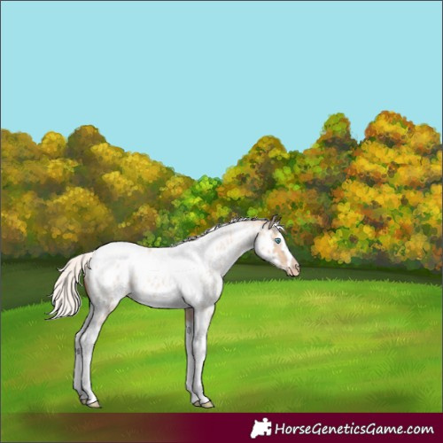 Horse Color:Silver Classic Champagne Roan Dun Splash Tobiano Frame Near Leopard Rabicano