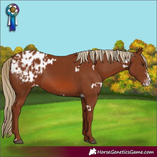 Horse Color:White Spotted Chestnut Sabino Varnish 