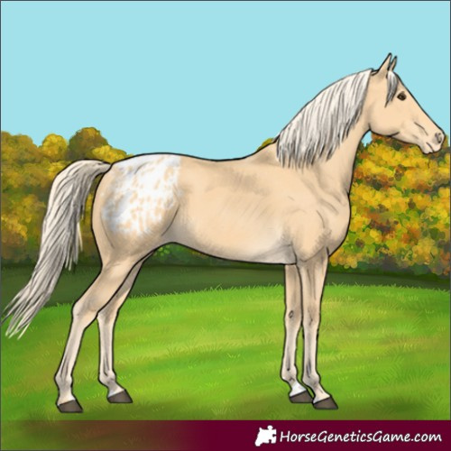 Horse Color:Palomino Blanket 
