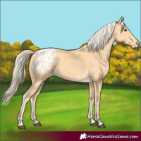 Horse Color:Palomino Blanket 