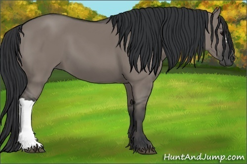 Horse Color:Grullo 