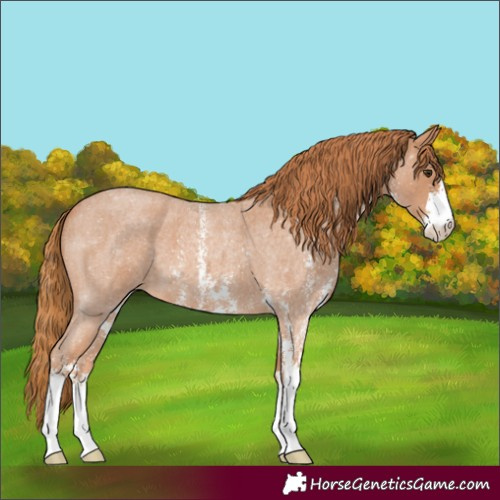 Horse Color:Red Roan Sabino 