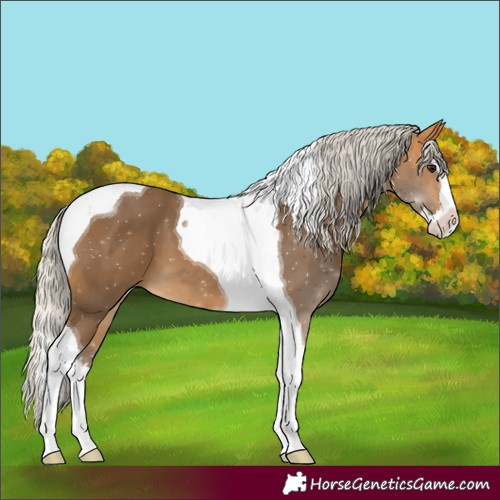 Horse Color:Silver Buckskin Splash Tobiano
