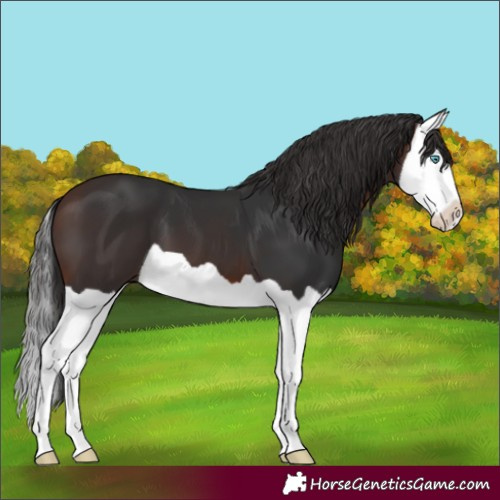 Horse Color:Brown Splash