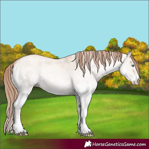 Horse Color:White Spotted Gold Champagne Dun