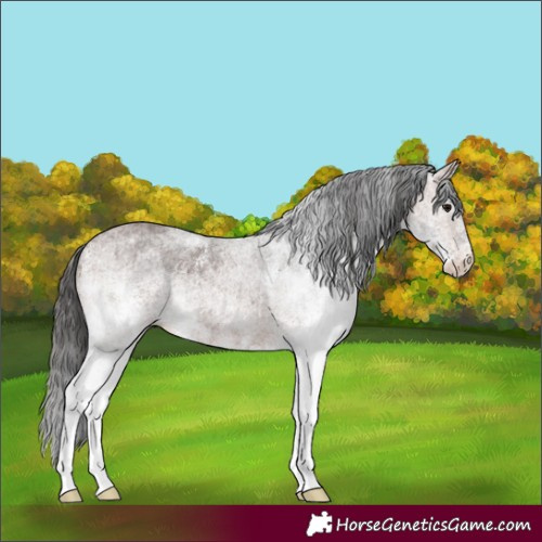 Horse Color:White Spotted Brown 