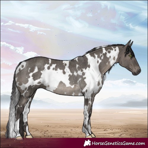 Horse Color:White Spotted Smoky Grullo Rabicano Brindle 