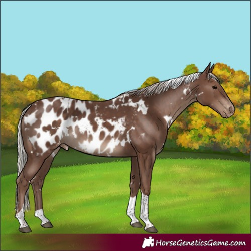 Horse Color:White Spotted Silver Black Tobiano Near Leopard