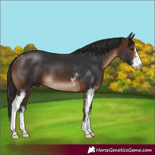 Horse Color:Brown Sabino