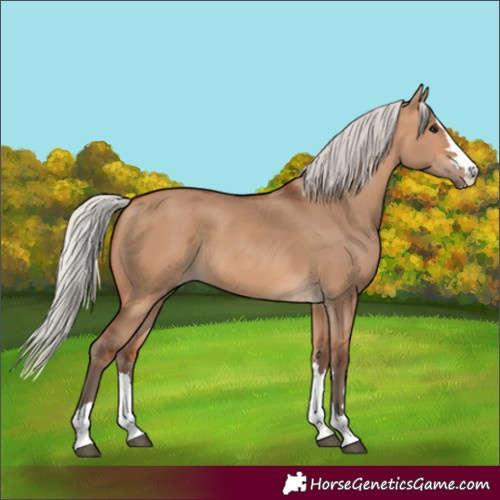 Horse Color:Silver Bay Dun 