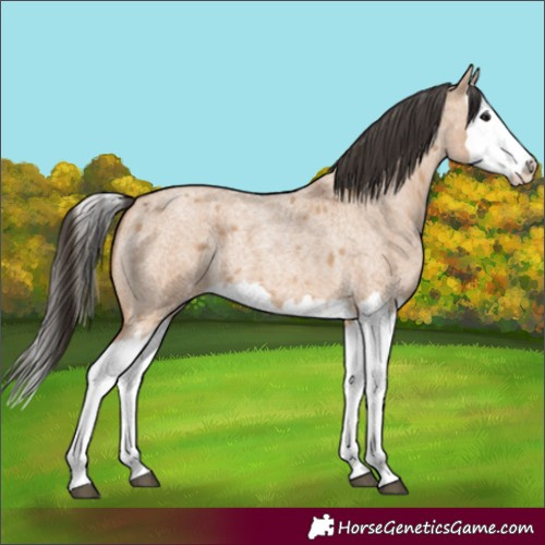 Horse Color:Bay Roan Dun Splash