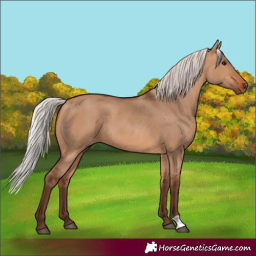 Horse Color:Silver Bay Dun 