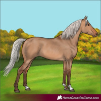 Horse Color:Silver Bay Dun 