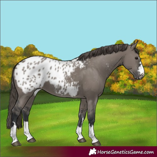 Horse Color:Grullo Blanket