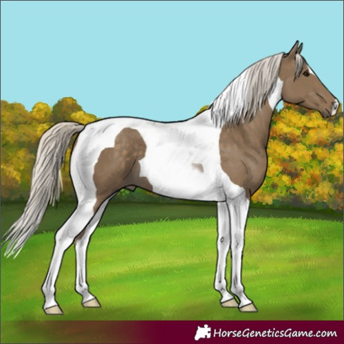 Horse Color:Silver Smoky Black Tobiano 