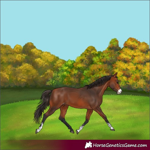 Horse Color:Bay Sabino Varnish