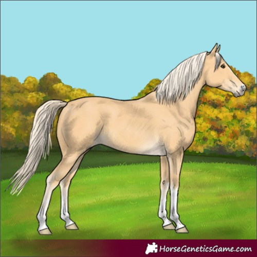 Horse Color:Palomino 