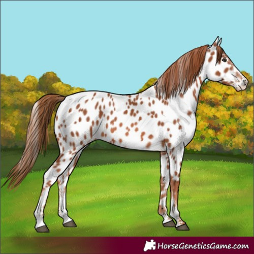 Horse Color:Chestnut Sabino Near Leopard 