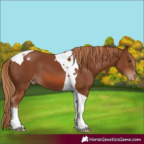 Horse Color:Unknown 