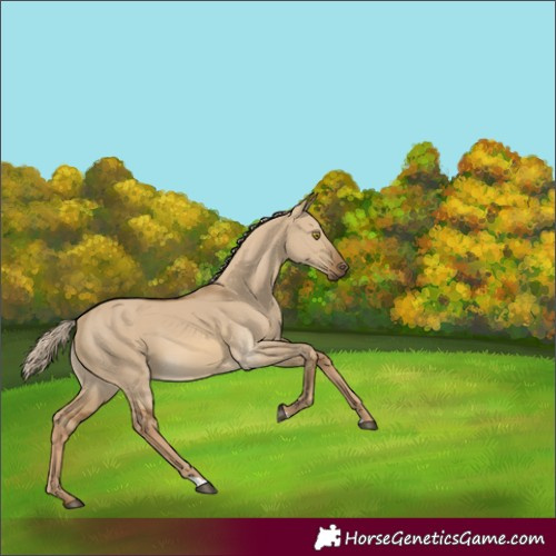Horse Color:Chocolate Palomino Dun 