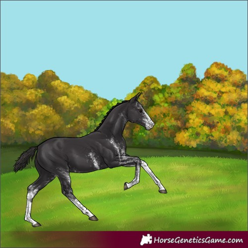 Horse Color:White Spotted Smoky Black