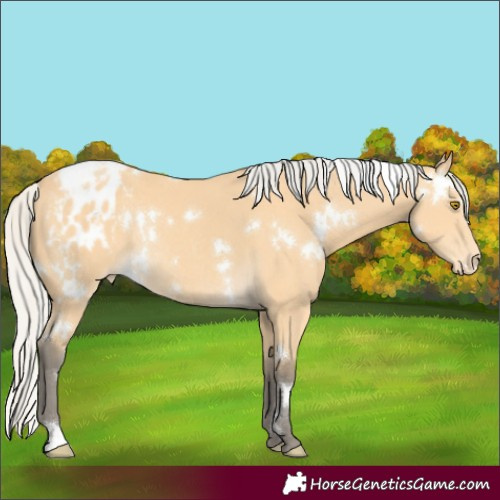 Horse Color:White Spotted Silver Buckskin Varnish Rabicano 