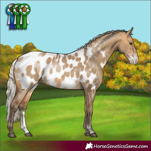 Horse Color:Silver Buckskin Dun Sabino Blanket 