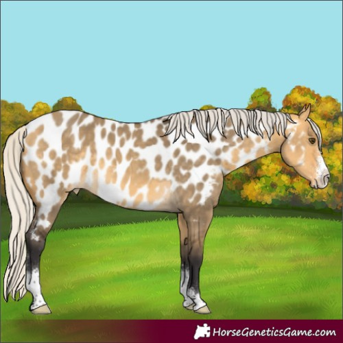 Horse Color:Silver Buckskin Dun Sabino Near Leopard 