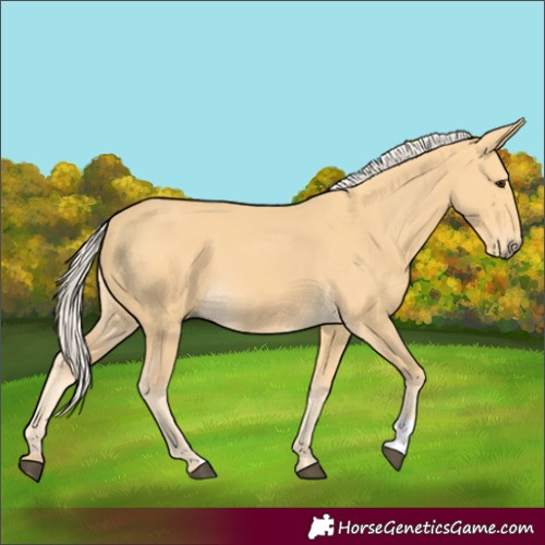 Horse Color:Palomino 