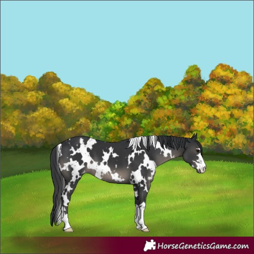 Horse Color:White Spotted Black Varnish