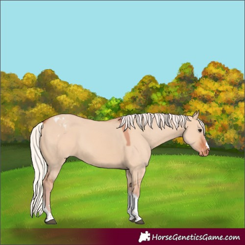 Horse Color:Silver Bay Dun Tobiano Varnish 
