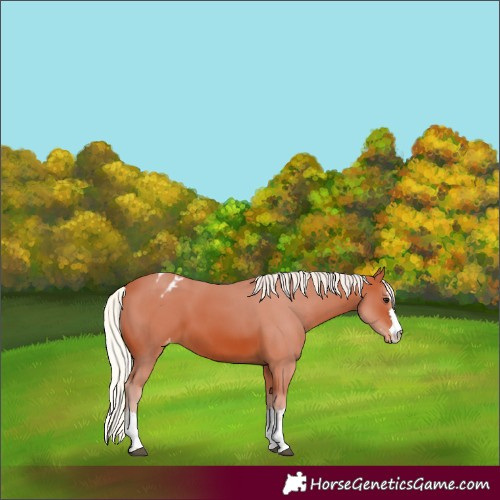 Horse Color:Silver Bay Blanket