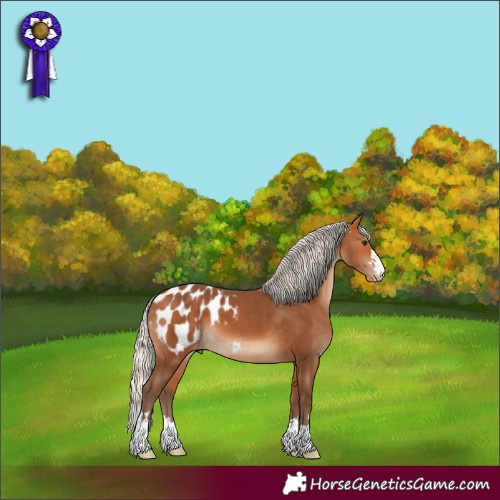 Horse Color:Silver Bay Blanket