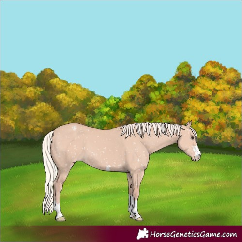 Horse Color:Silver Grullo Snowflake Varnish 