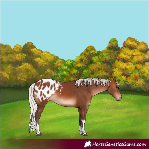 Horse Color:Silver Brown Tobiano Blanket 