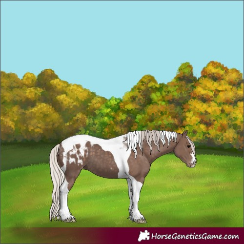Horse Color:Silver Black Tobiano Blanket