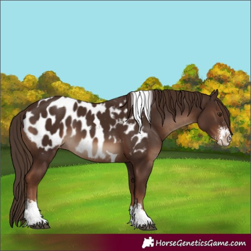 Horse Color:Liver Chestnut Sabino Tobiano Blanket 