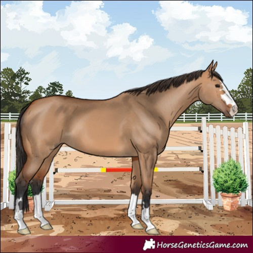 Horse Color:Bay Dun
