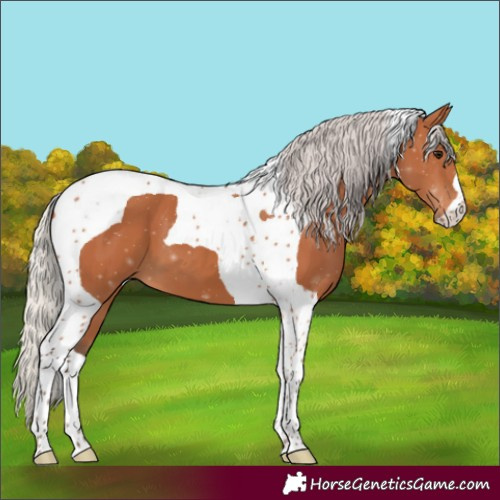 Horse Color:Silver Bay Tobiano 