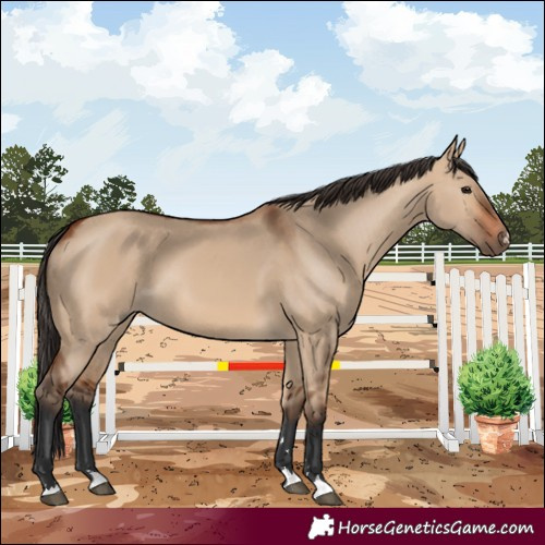 Horse Color:Bay Dun