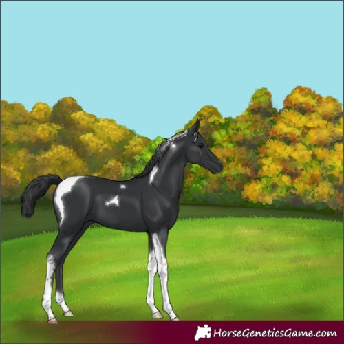 Horse Color:Black Tobiano