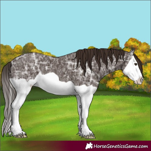 Horse Color:Liver Chestnut Ice Splash 
