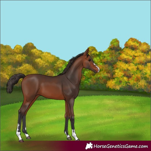 Horse Color:Bay 