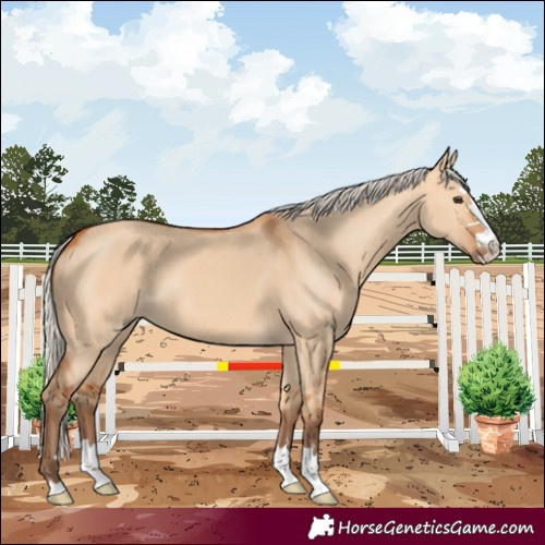 Horse Color:Silver Bay Dun 