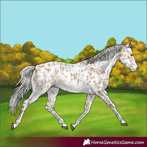 Horse Color:Silver Bay Dun Sabino Leopard 
