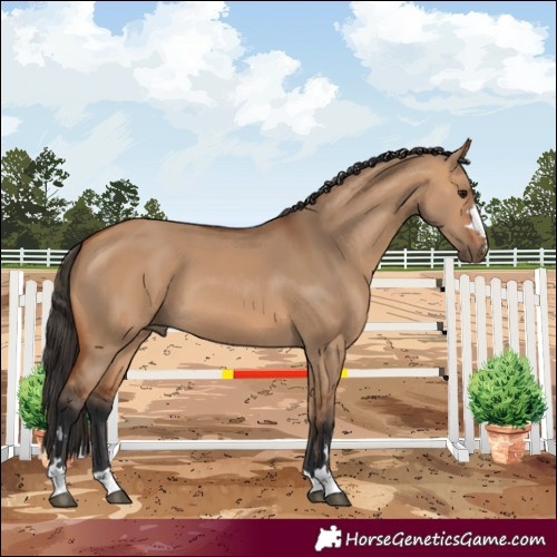 Horse Color:Bay Dun