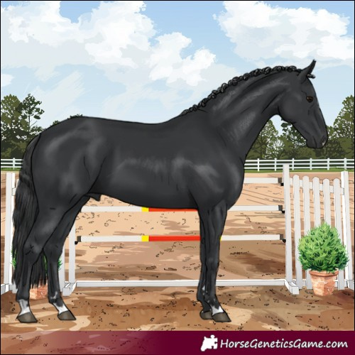 Horse Color:Black 
