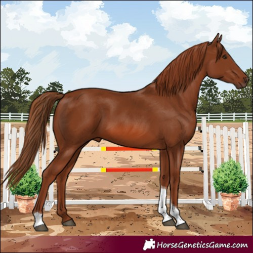 Horse Color:Chestnut Tobiano 