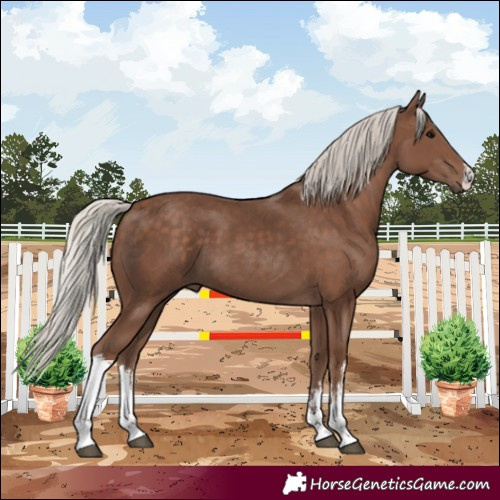 Horse Color:White Spotted Silver Black