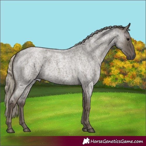 Horse Color:Silver Smoky Blue Roan 
